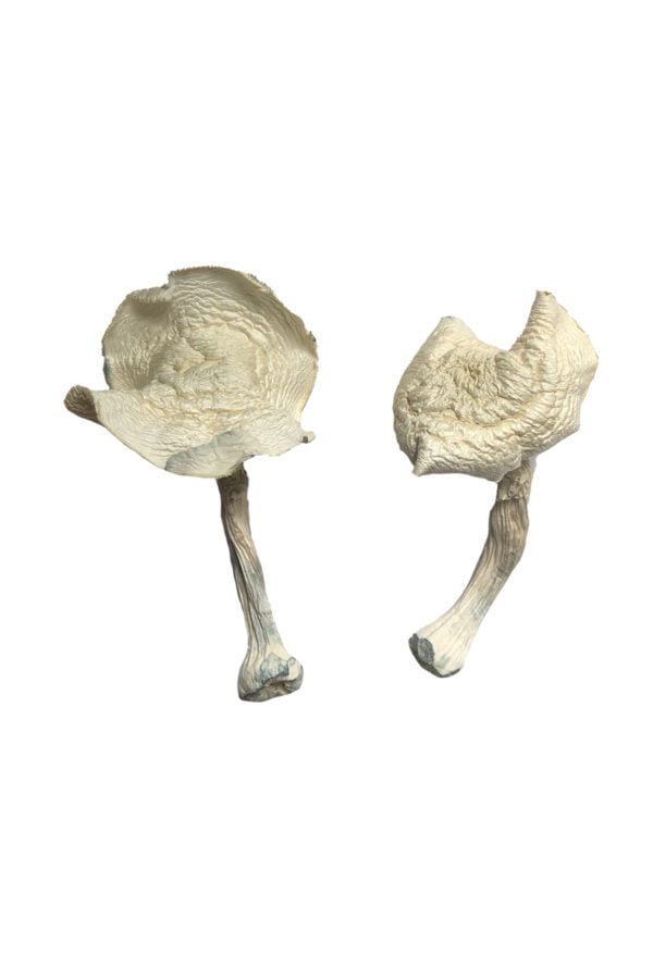 Buy Psilocybin Mushrooms Online, where to buy psilocybin mushrooms online, how can I buy psilocybin mushrooms online, best place to buy psilocybin mushrooms