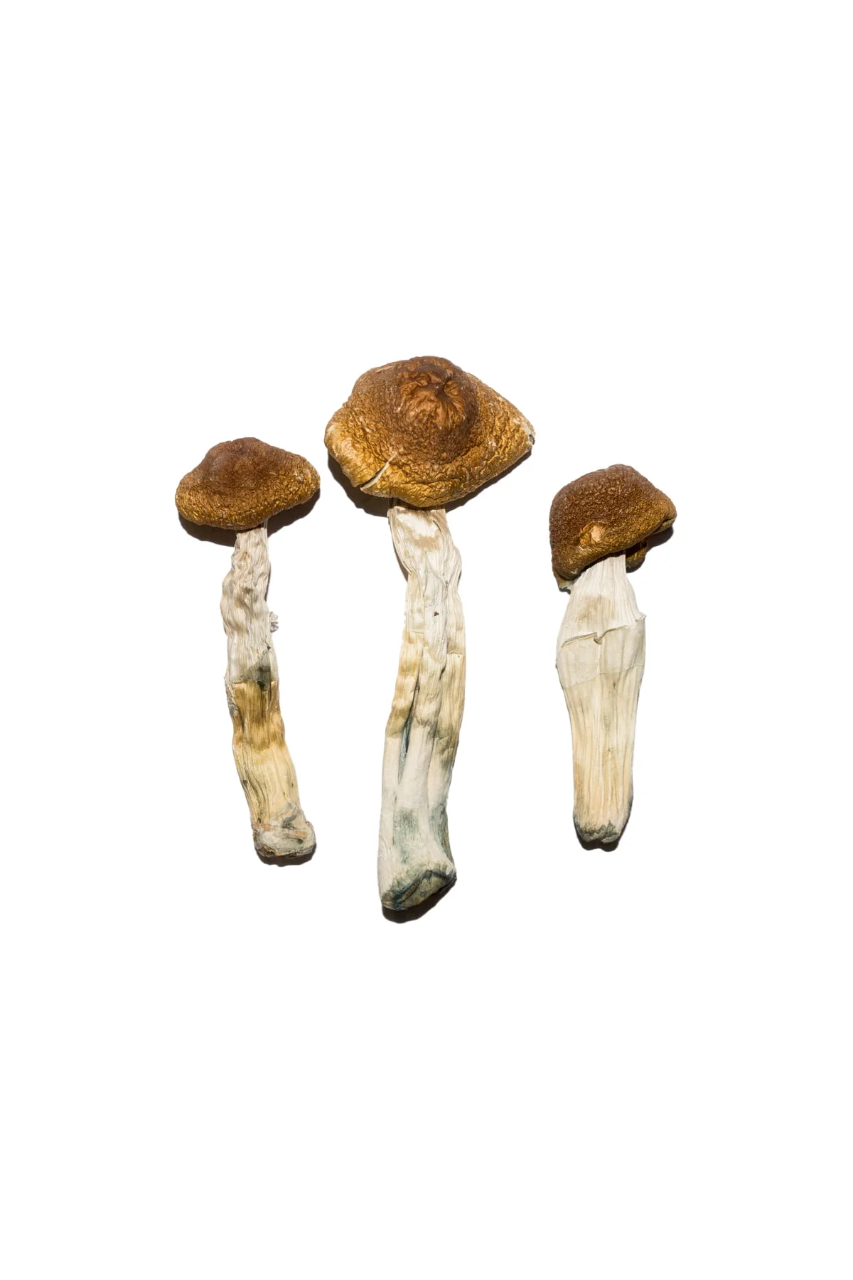 Buy Mushrooms Online Ireland, where to buy magic mushrooms online Cork, how to buy magic mushrooms online Galway, best place to buy magic mushrooms Limerick
