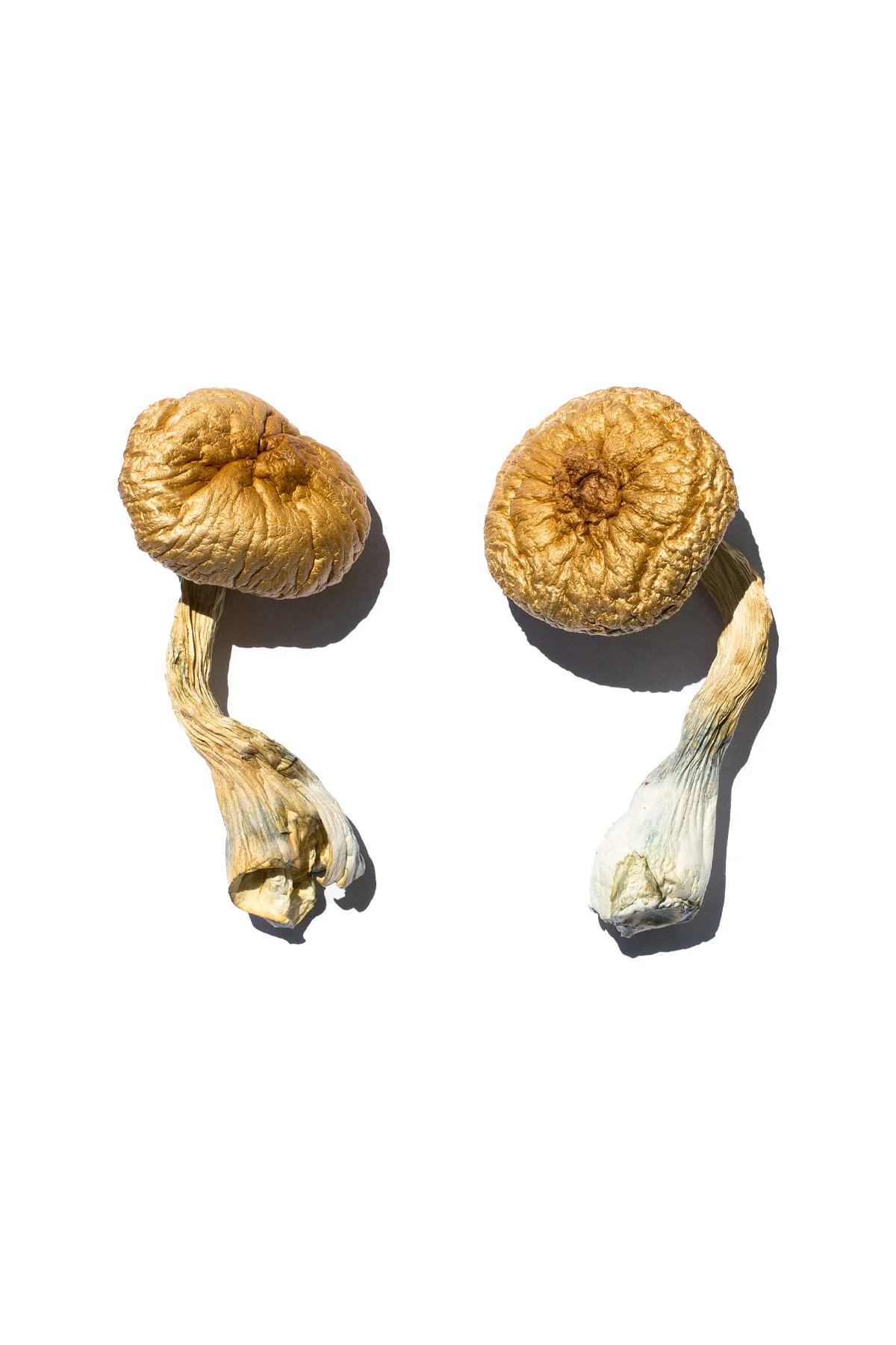 Buy Psilocybin Shrooms Ireland, buy psilocybin mushrooms online Dublin safely, where to buy psilocybin mushrooms online Cork, psilocybin mushrooms Galway